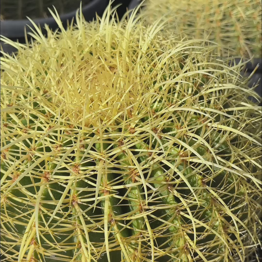 Golden Baned Cactus