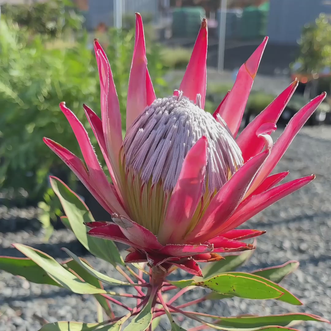 Mini King Protea