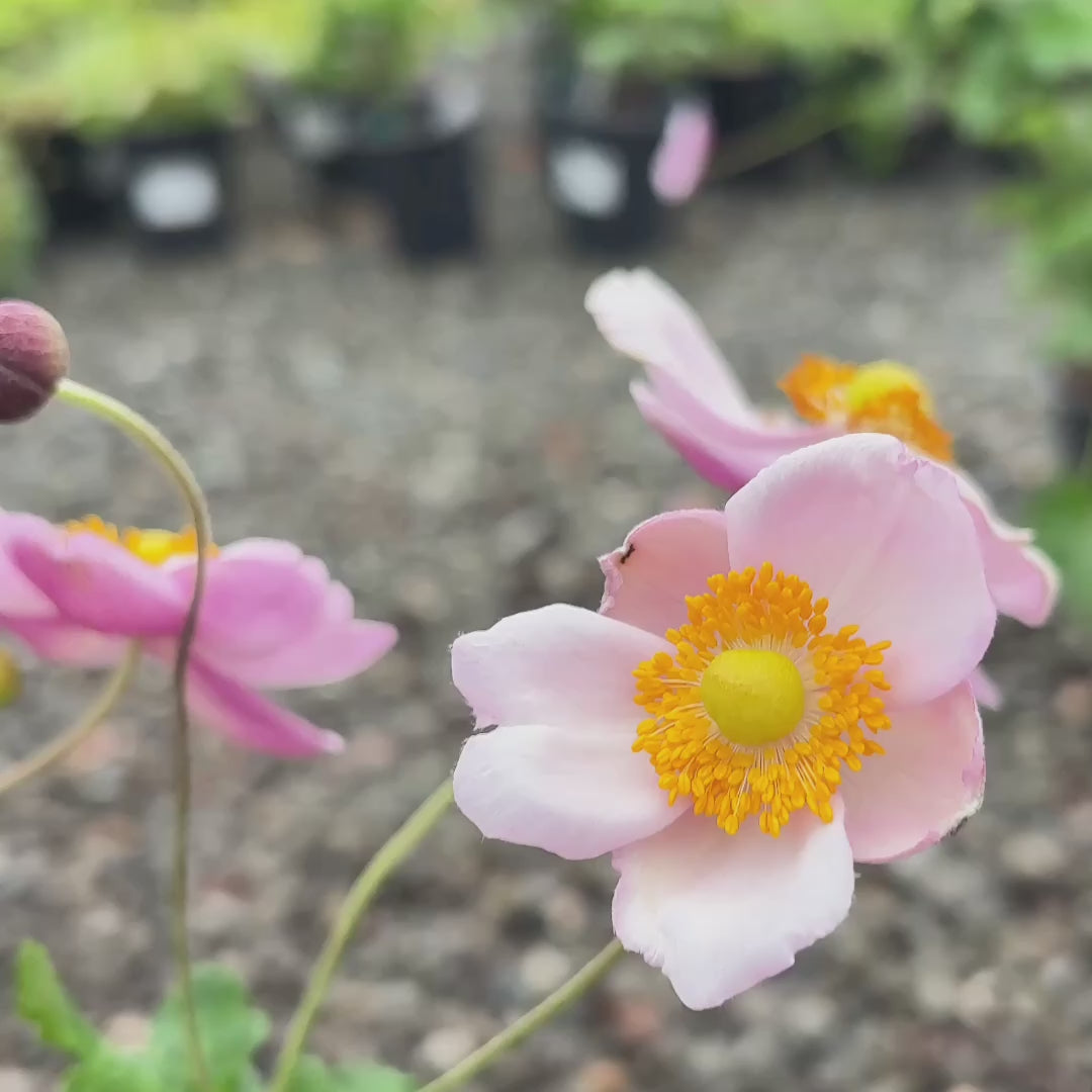 September Charm Japanese Anemone