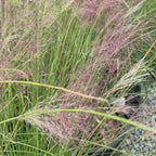 Pink Muhly Grass