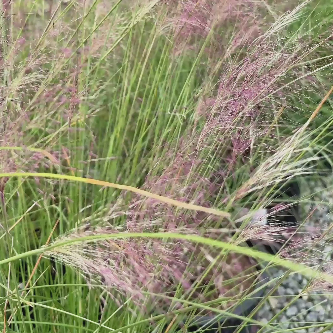 Pink Muhly Grass
