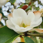 Inspiration Yunnan Michelia