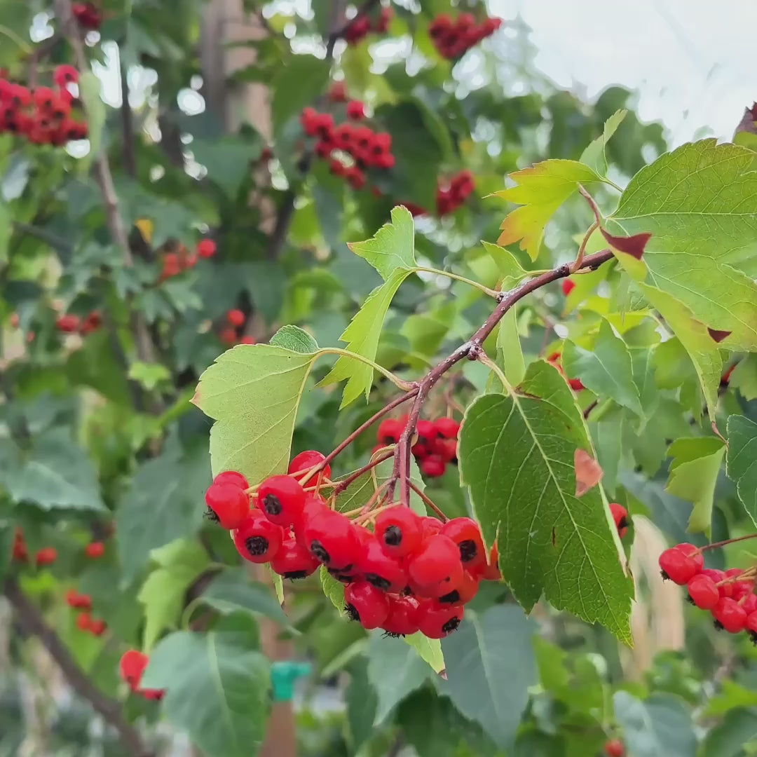 Washington Hawthorn
