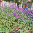 Mexican Bush Sage