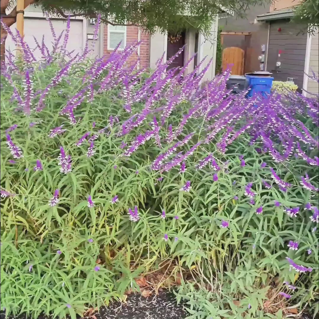 Mexican Bush Sage