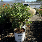 Bobo Panicle Hydrangea