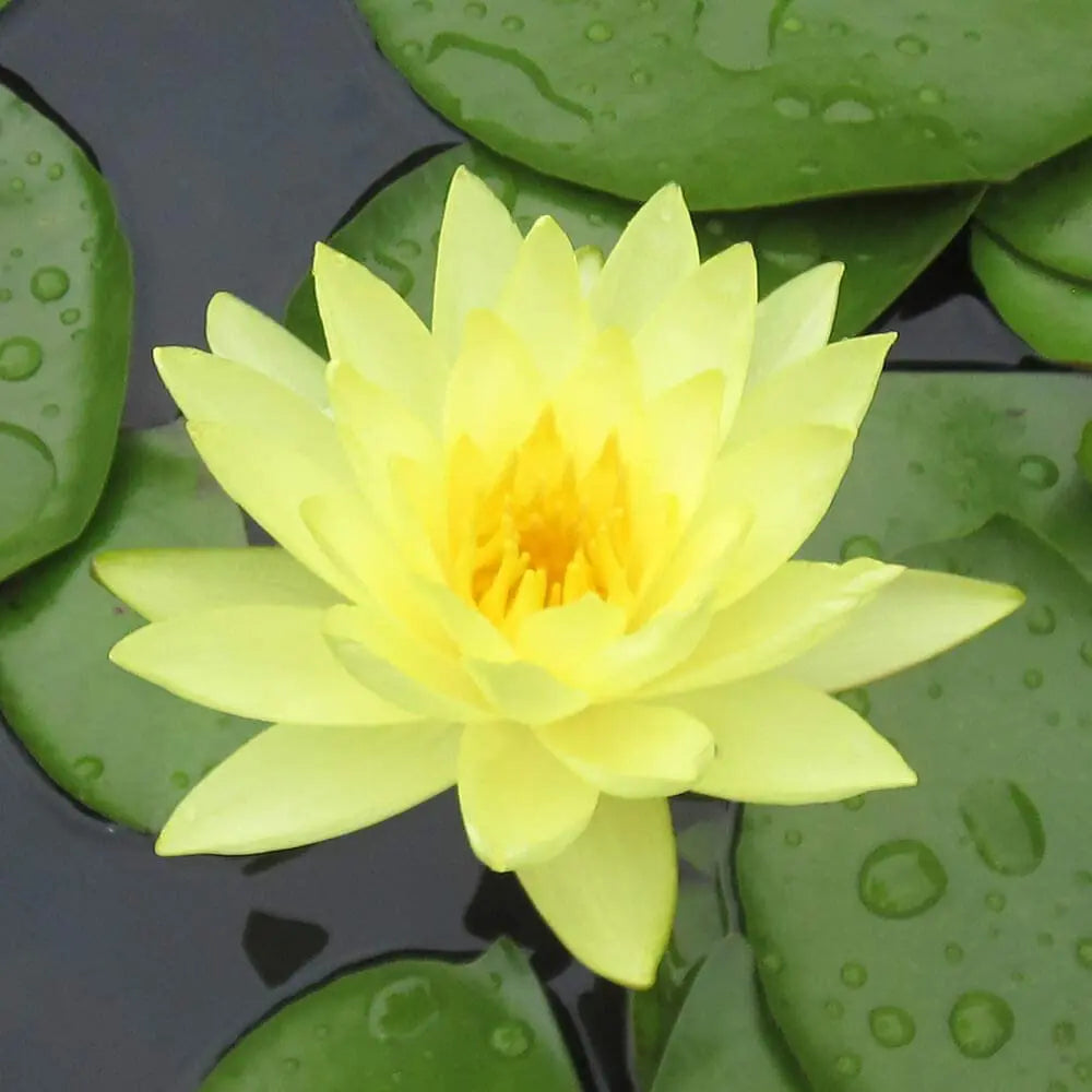 Yellow water lily flower with green lily pads on a water surface