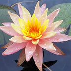 Pink and yellow lotus flower with water droplets on a blurred background