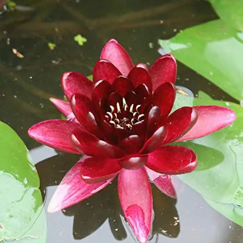 Red water lily flower with green leaves in the background